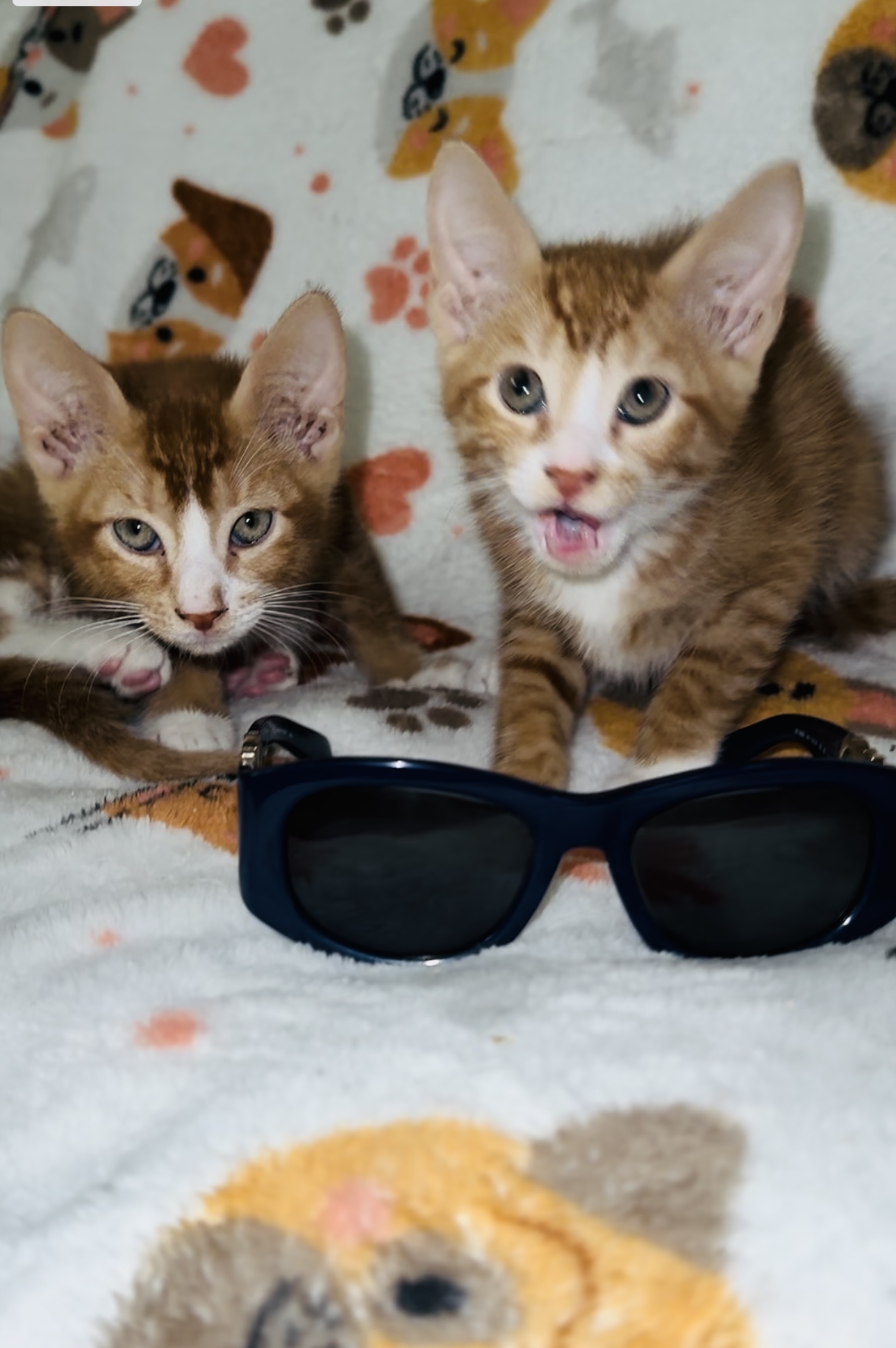 Beetle and Juice, a Adoptable Domestic Short Hair in Palm City, FL image 4/6