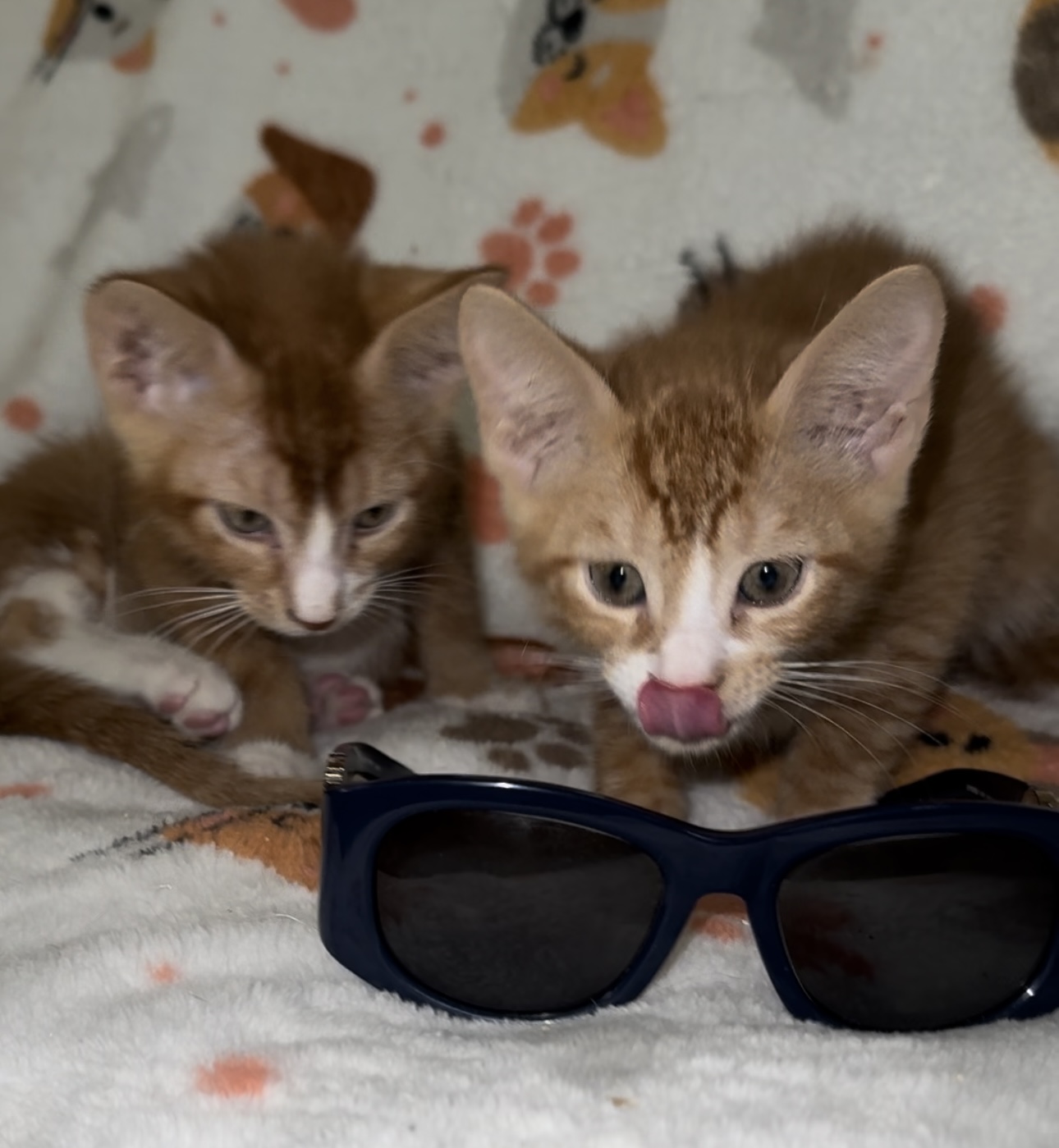 Beetle and Juice, a Adoptable Domestic Short Hair in Palm City, FL image 5/6