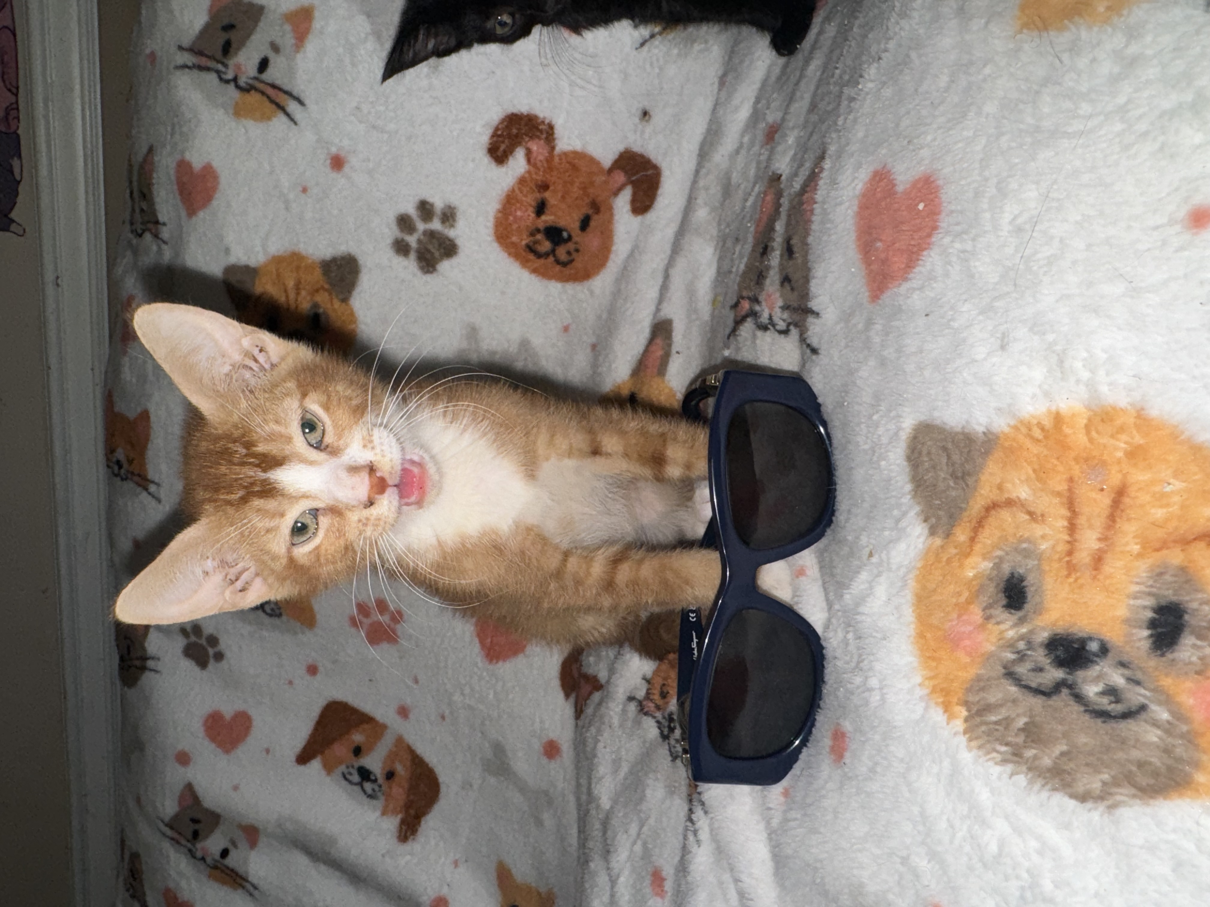 Beetle and Juice, a Adoptable Domestic Short Hair in Palm City, FL image 6/6