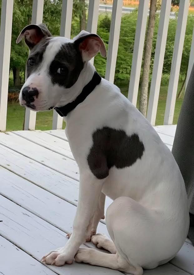 Twiggy, Adopted, Puppy Female Mixed Breed.