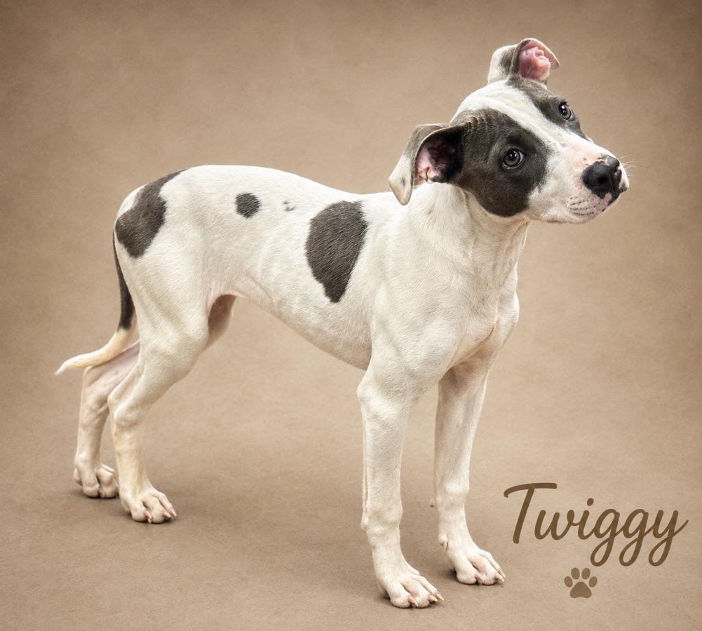 Enlarge Twiggy, a Adopted mixed breed in Crossville, TN image 3/4