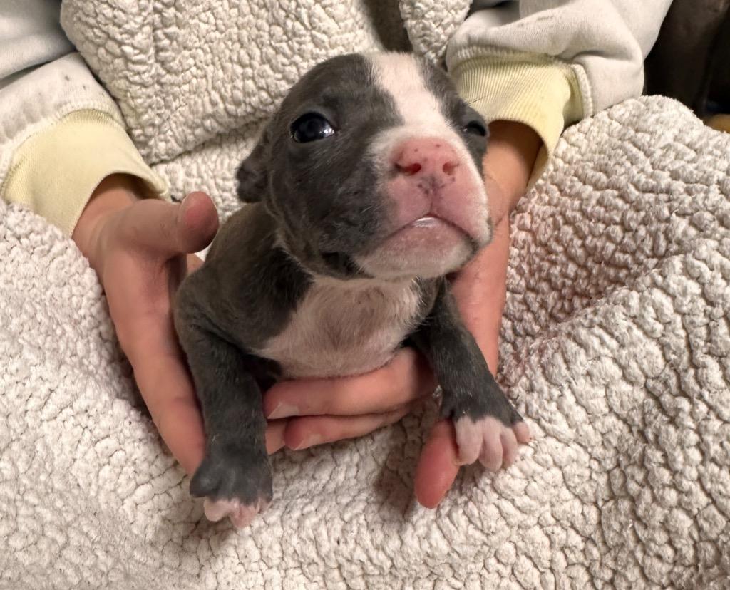 Timpani, Adoptable, Puppy Female American Staffordshire Terrier & Pit Bull Terrier.