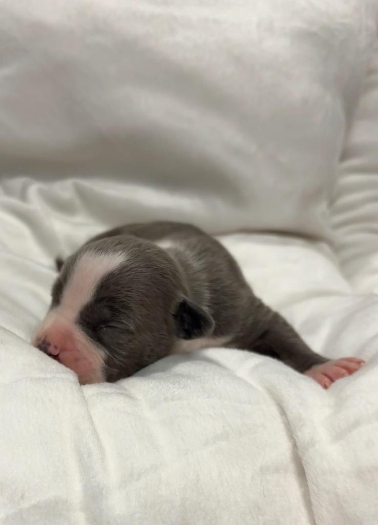 Enlarge Timpani, a Adoptable mixed breed in Reno, NV image 2/6