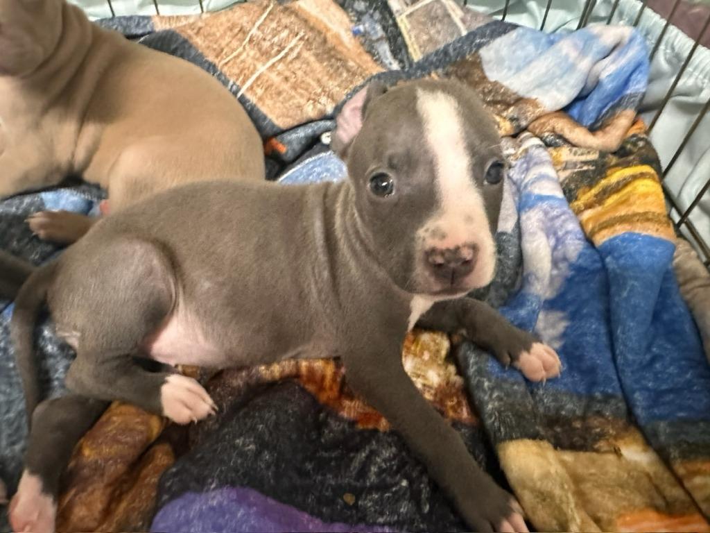Enlarge Timpani, a Adoptable mixed breed in Reno, NV image 3/6