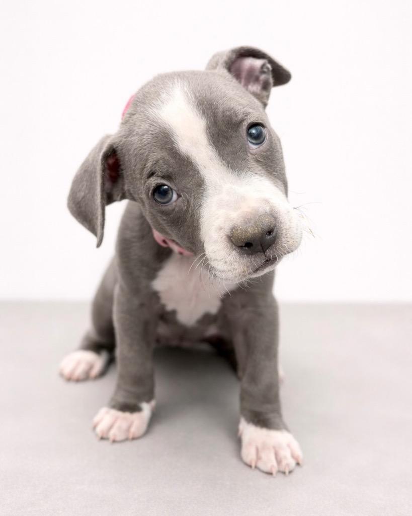 Enlarge Timpani, a Adoptable mixed breed in Reno, NV image 5/6