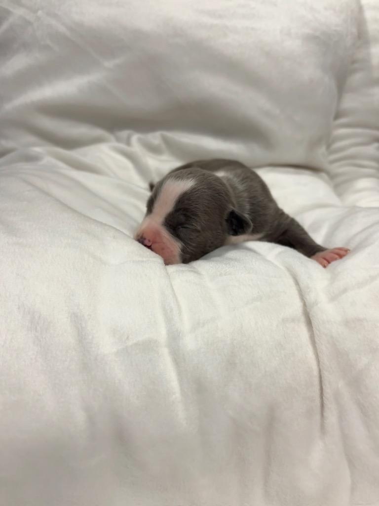 Enlarge Timpani, a Adoptable mixed breed in Reno, NV image 6/6