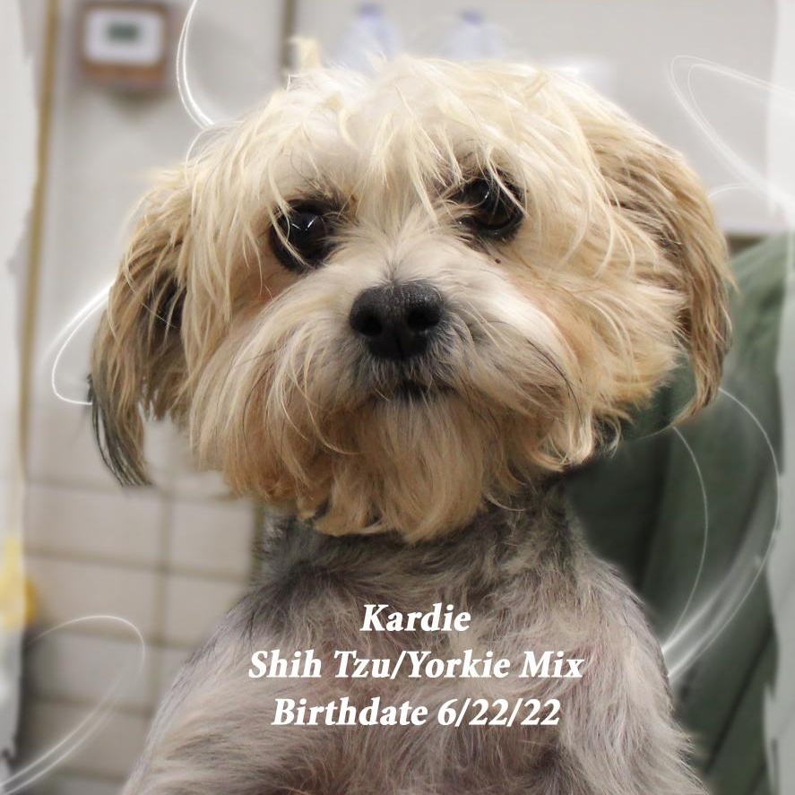 Enlarge Kardie, a Adopted mixed breed in Amelia, OH image 1/2