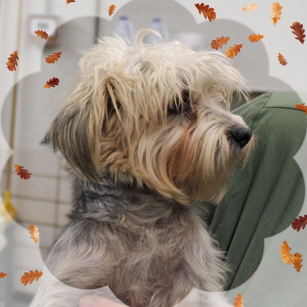 Enlarge Kardie, a Adopted mixed breed in Amelia, OH image 2/2