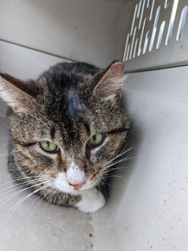 Enlarge Eevee, a Adoptable mixed breed in Bourbonnais, IL image 2/3