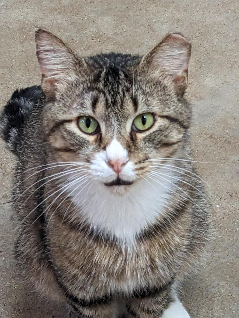 Enlarge Eevee, a Adoptable mixed breed in Bourbonnais, IL image 3/3