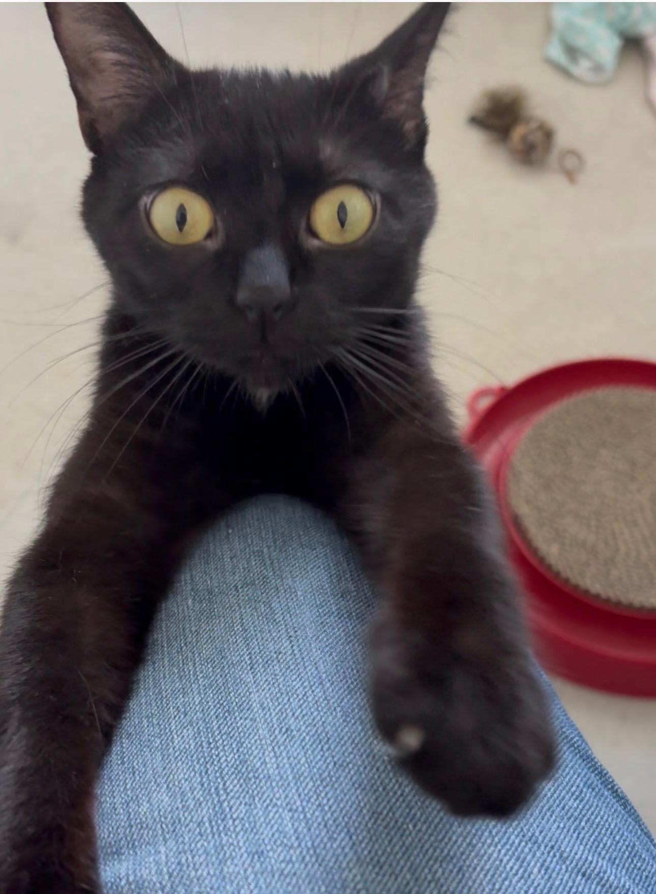 Enlarge Velvet, a Adoptable mixed breed in Seaford, DE image 1/4