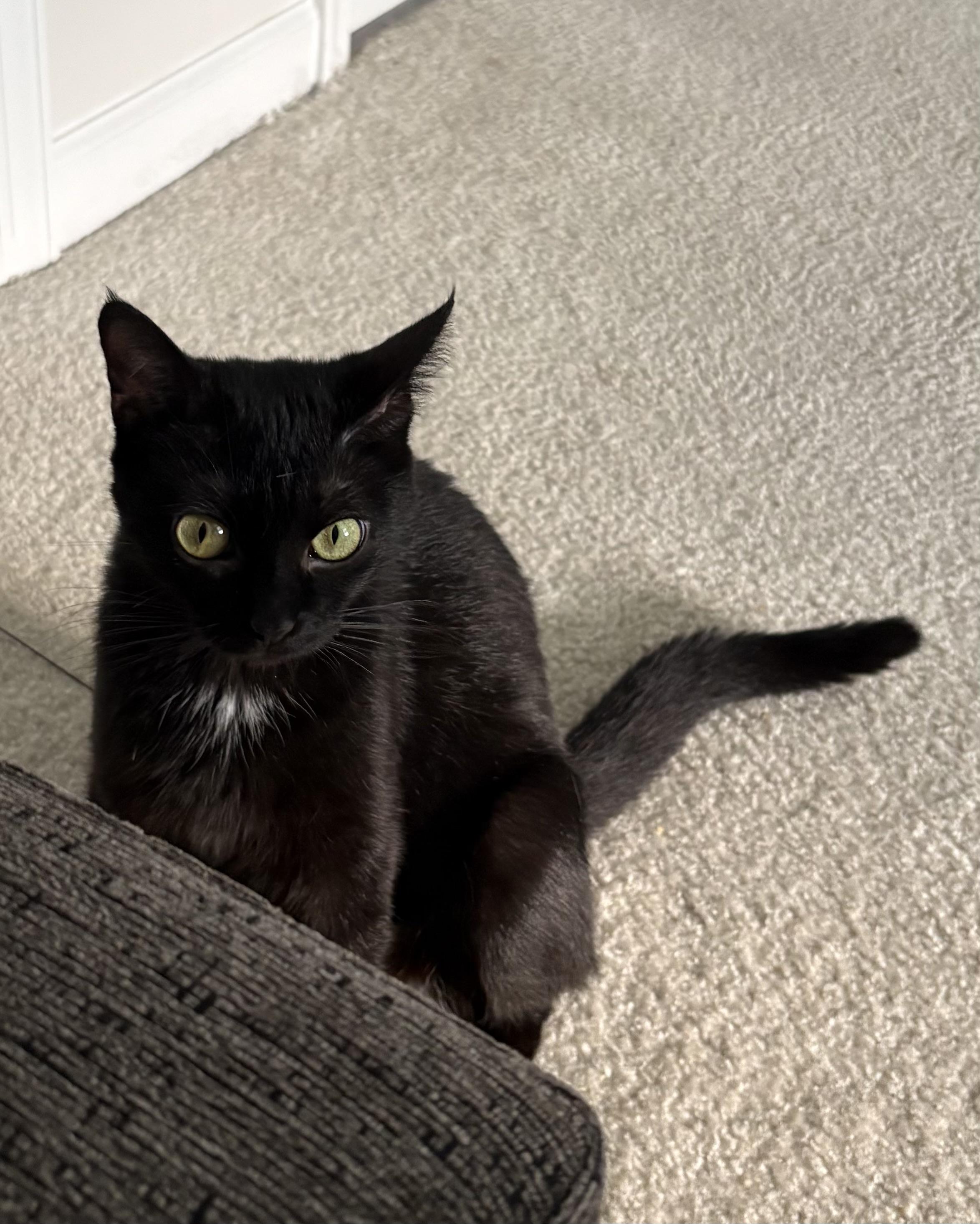 Enlarge Velvet, a Adoptable mixed breed in Seaford, DE image 3/4