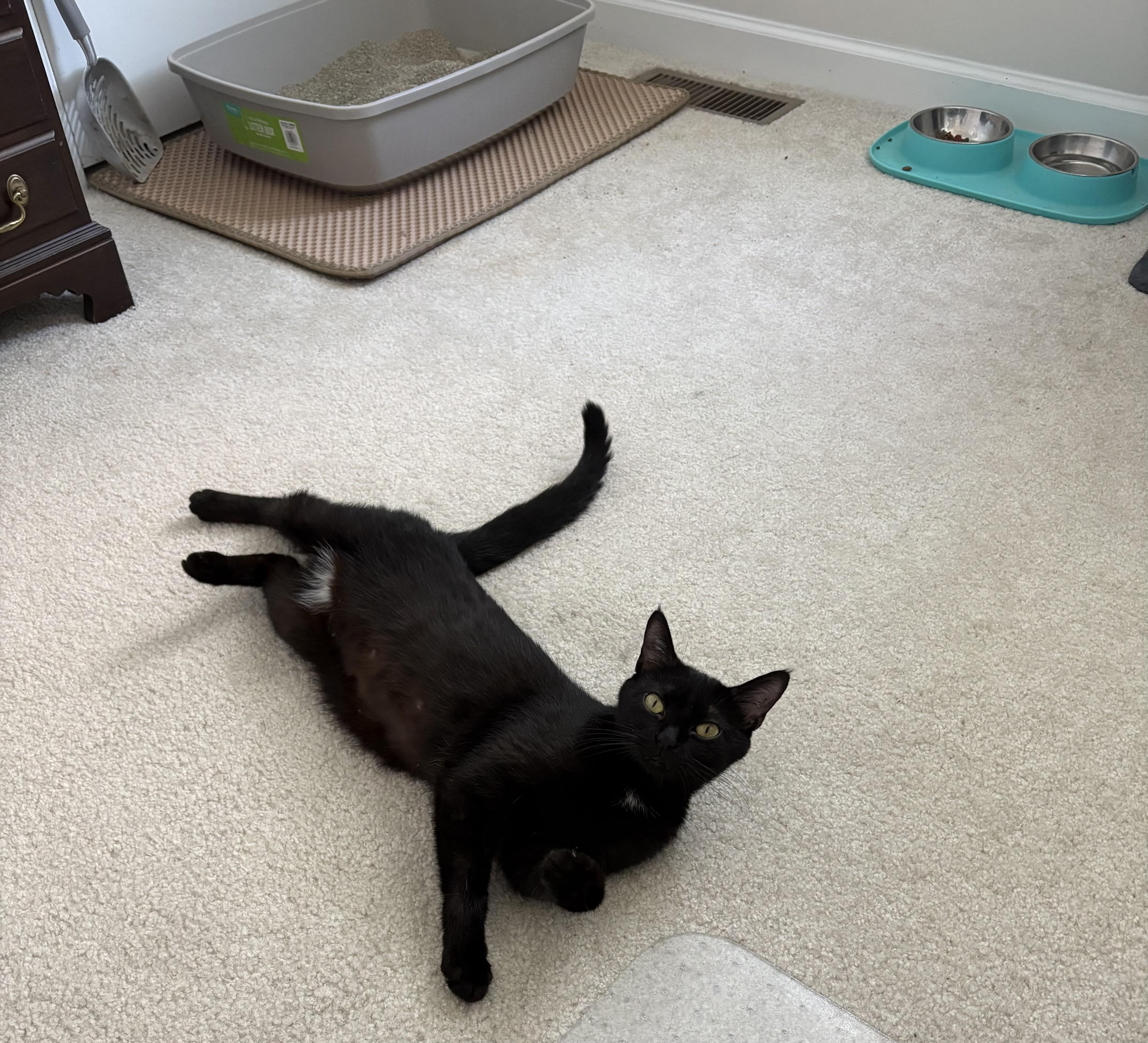 Enlarge Velvet, a Adoptable mixed breed in Seaford, DE image 2/4