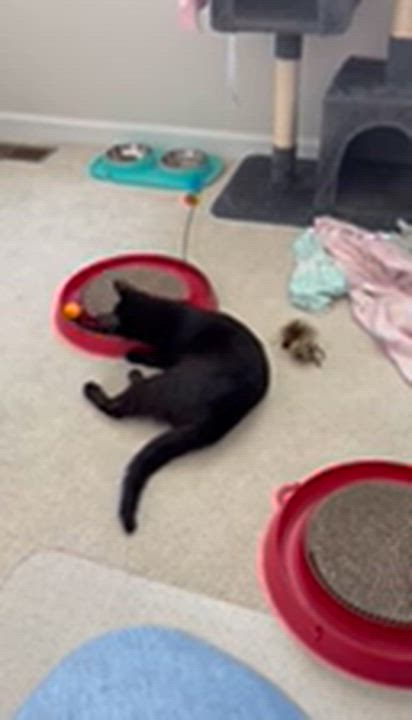Enlarge Velvet, a Adoptable mixed breed in Seaford, DE video 4/4