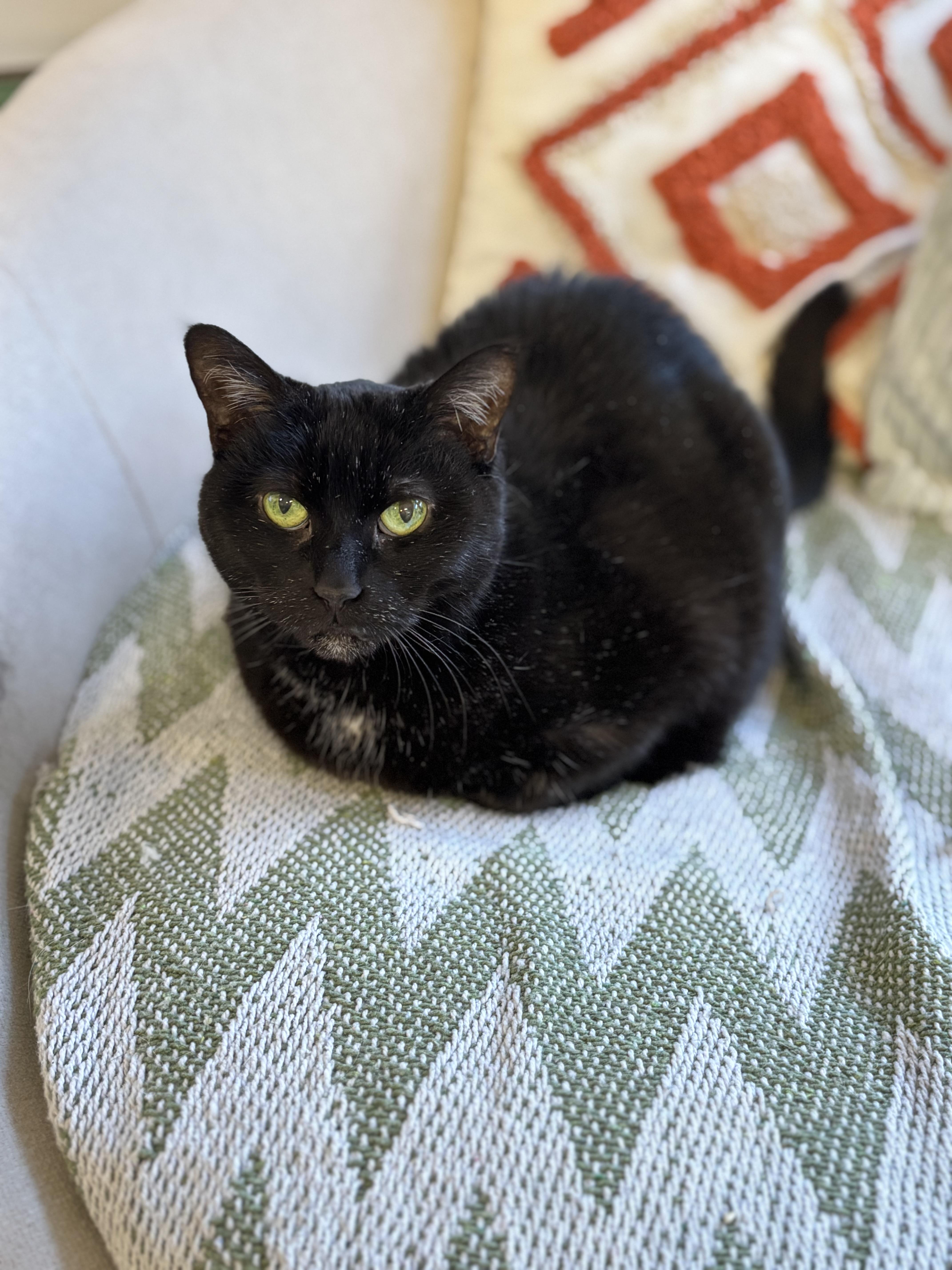 Enlarge Harlow, an adopted Domestic Short Hair in Ottawa, ON image 1/2