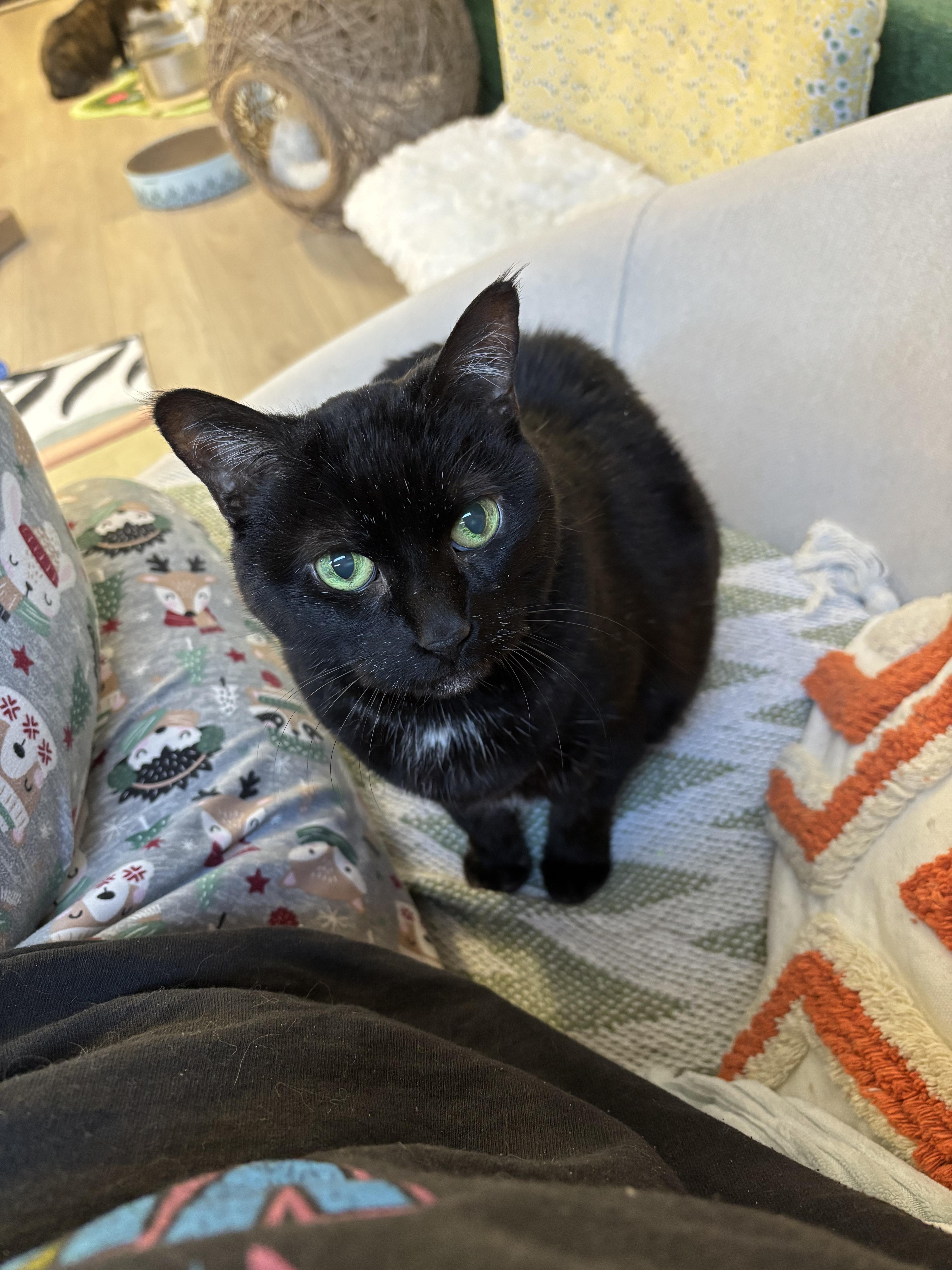 Enlarge Harlow, an adopted Domestic Short Hair in Ottawa, ON image 2/2