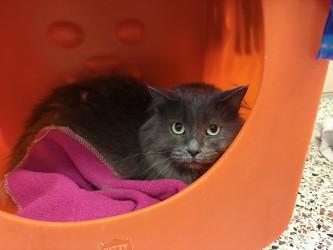 Cece, Adoptable, Senior Female Domestic Long Hair & Domestic Short Hair.