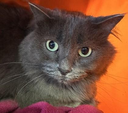 Enlarge Cece, a Adoptable mixed breed in Golden Valley, MN image 2/2