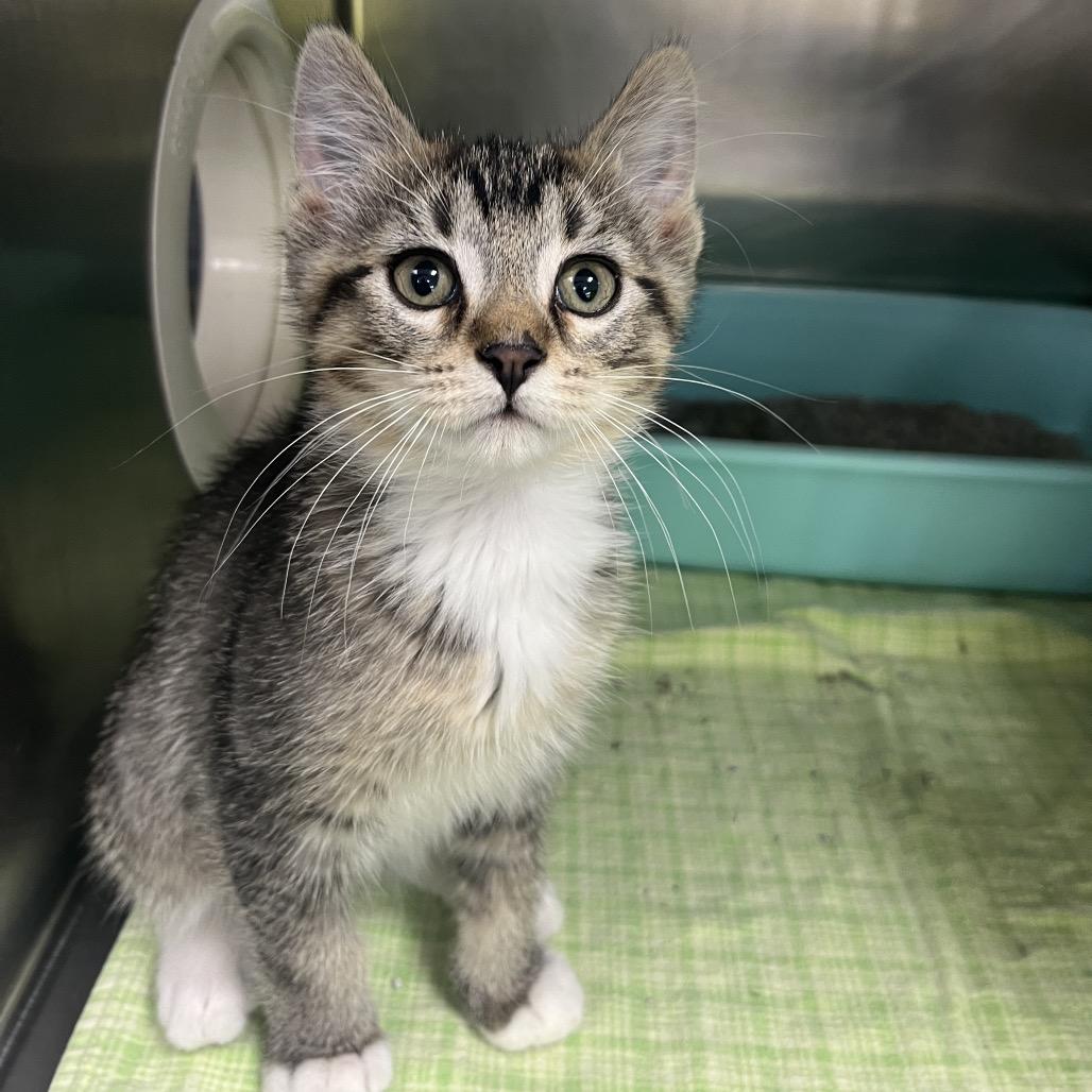 Mesu, ADOPTABLE, Young Male Domestic Short Hair.