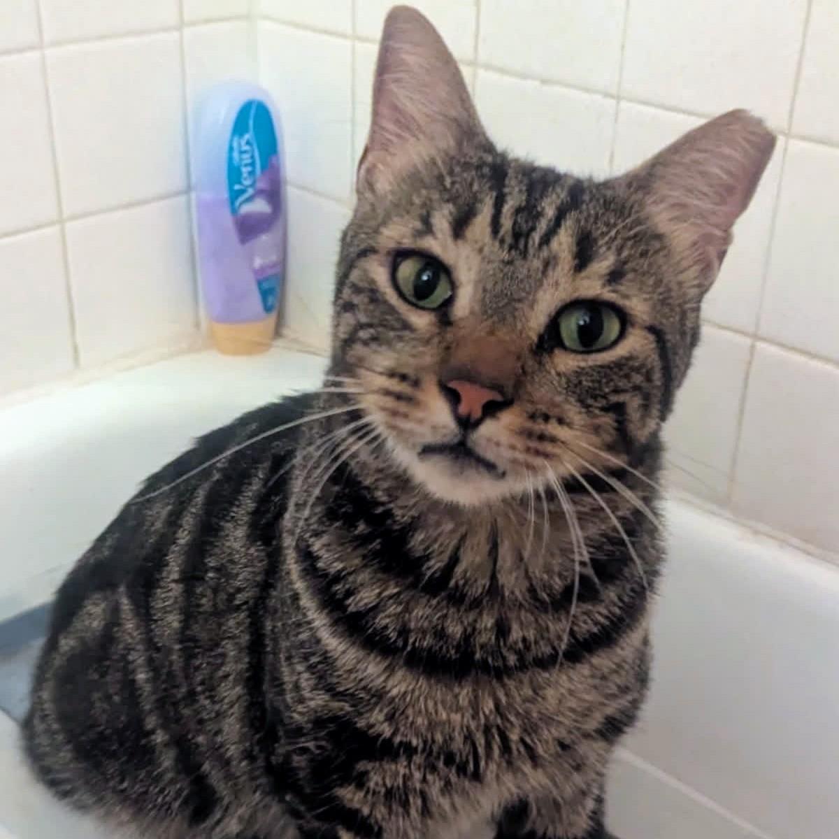 Uh-Oh @ Fat Cat Books, Adoptable, Adult Male Domestic Short Hair.