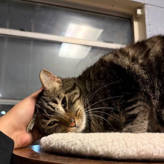 Enlarge Uh-Oh @ Fat Cat Books, a Adoptable Domestic Short Hair in Tallahassee, FL image 2/5