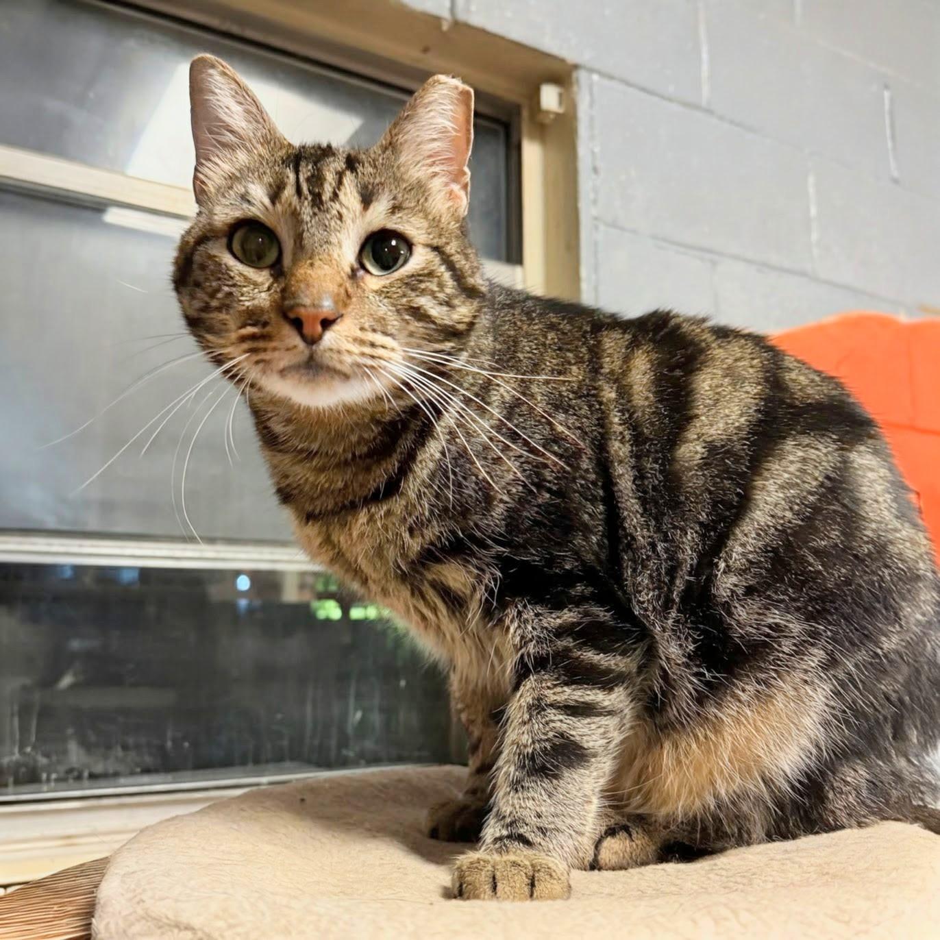 Enlarge Uh-Oh @ Fat Cat Books, a Adoptable Domestic Short Hair in Tallahassee, FL image 1/5