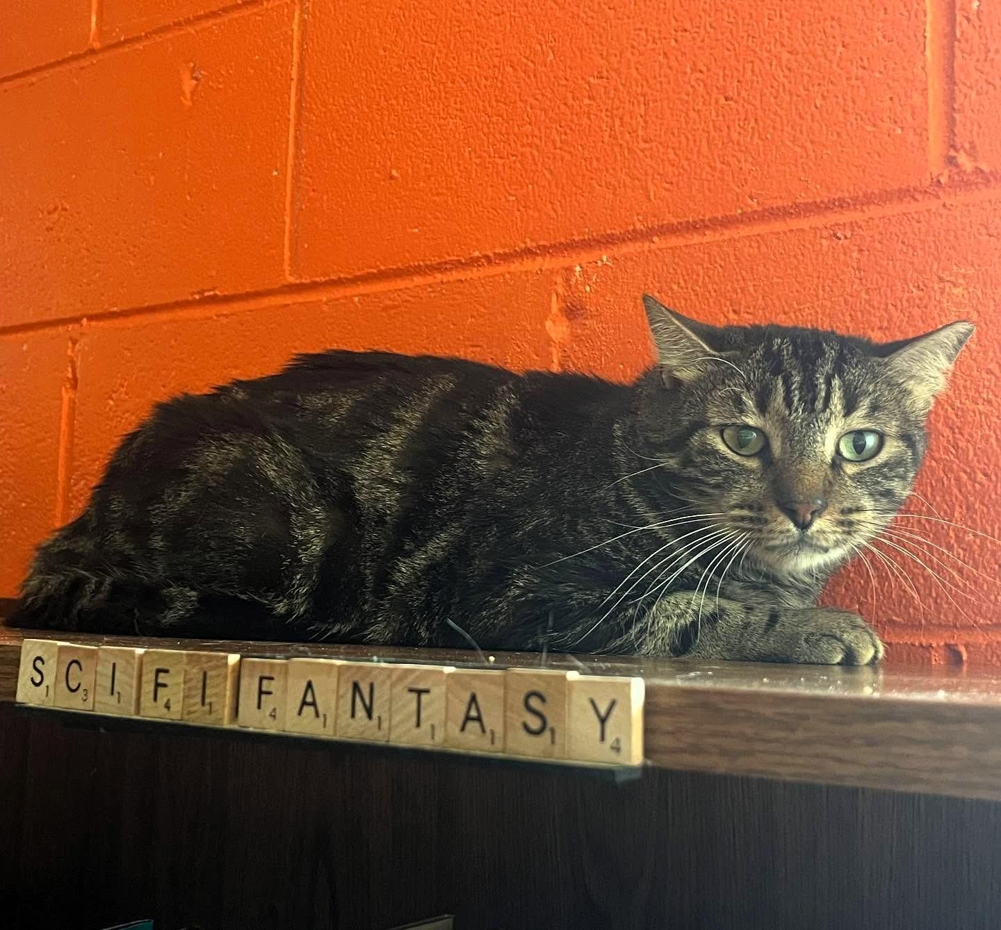 Uh-Oh @ Fat Cat Books, a Adoptable Domestic Short Hair in Tallahassee, FL image 2/3