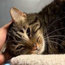 Enlarge Uh-Oh @ Fat Cat Books, a Adoptable Domestic Short Hair in Tallahassee, FL image 5/5