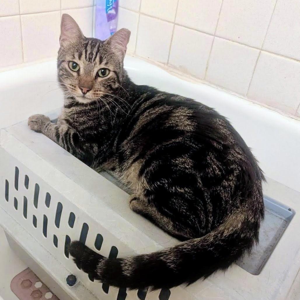 Uh-Oh @ Fat Cat Books, a Adoptable Domestic Short Hair in Tallahassee, FL image 3/3