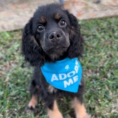 Dog for adoption - Brooks, a Cocker Spaniel Mix in Dallas, TX | Petfinder