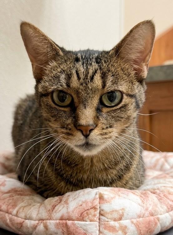 Enlarge Tasha, a Adoptable Domestic Short Hair in Louisville, OH image 1/2