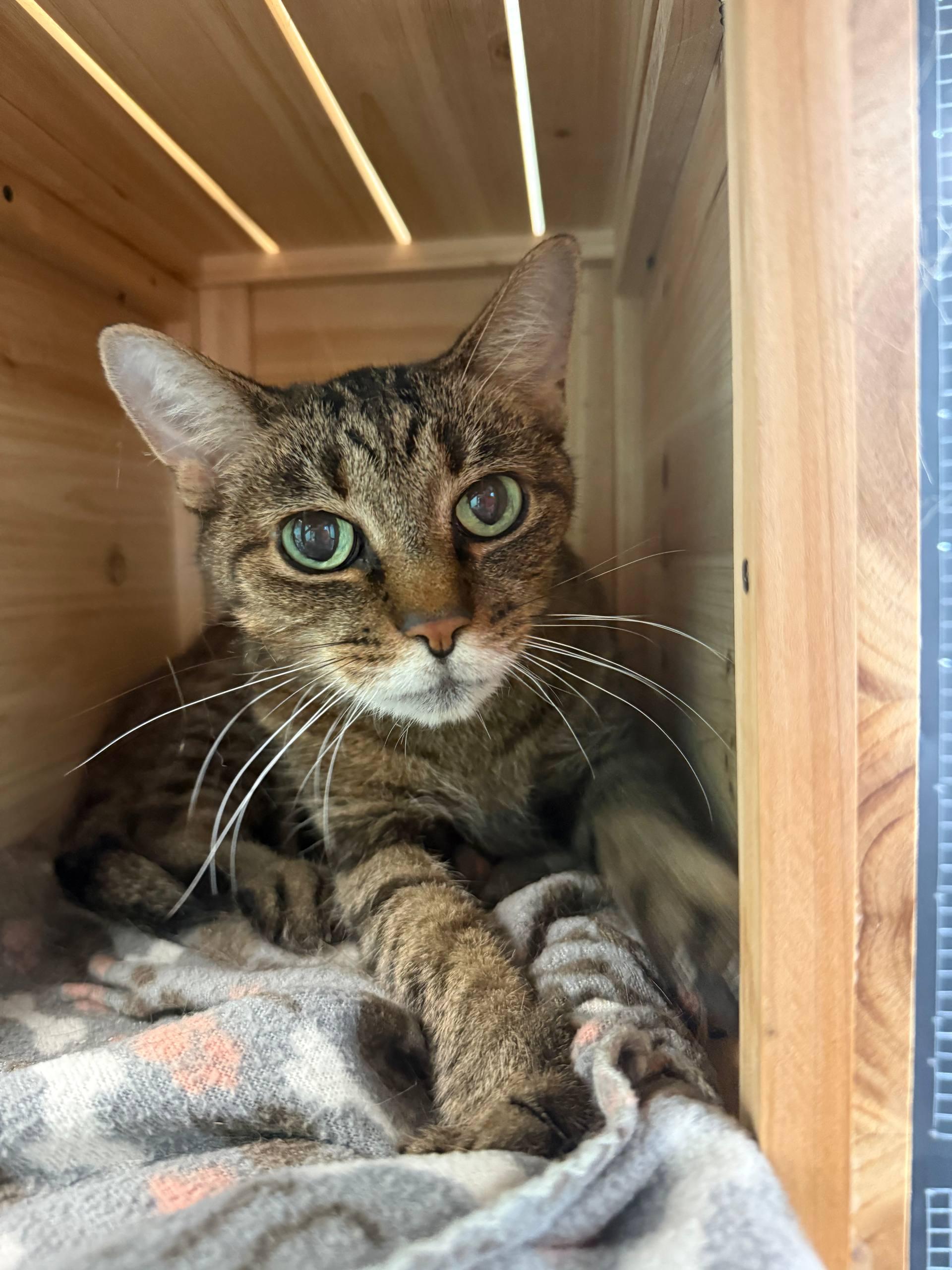 Enlarge Tasha, a Adoptable Domestic Short Hair in Louisville, OH image 2/2