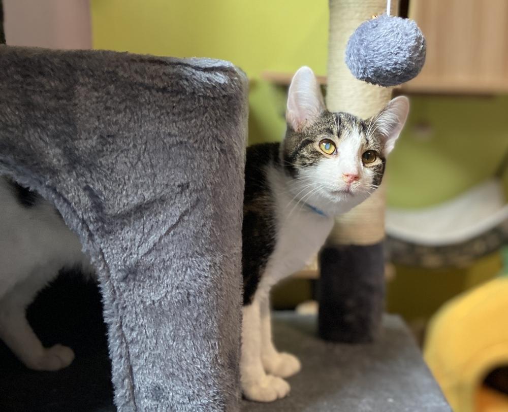 Penn, Adoptable, Adult Male Domestic Short Hair & Tabby.