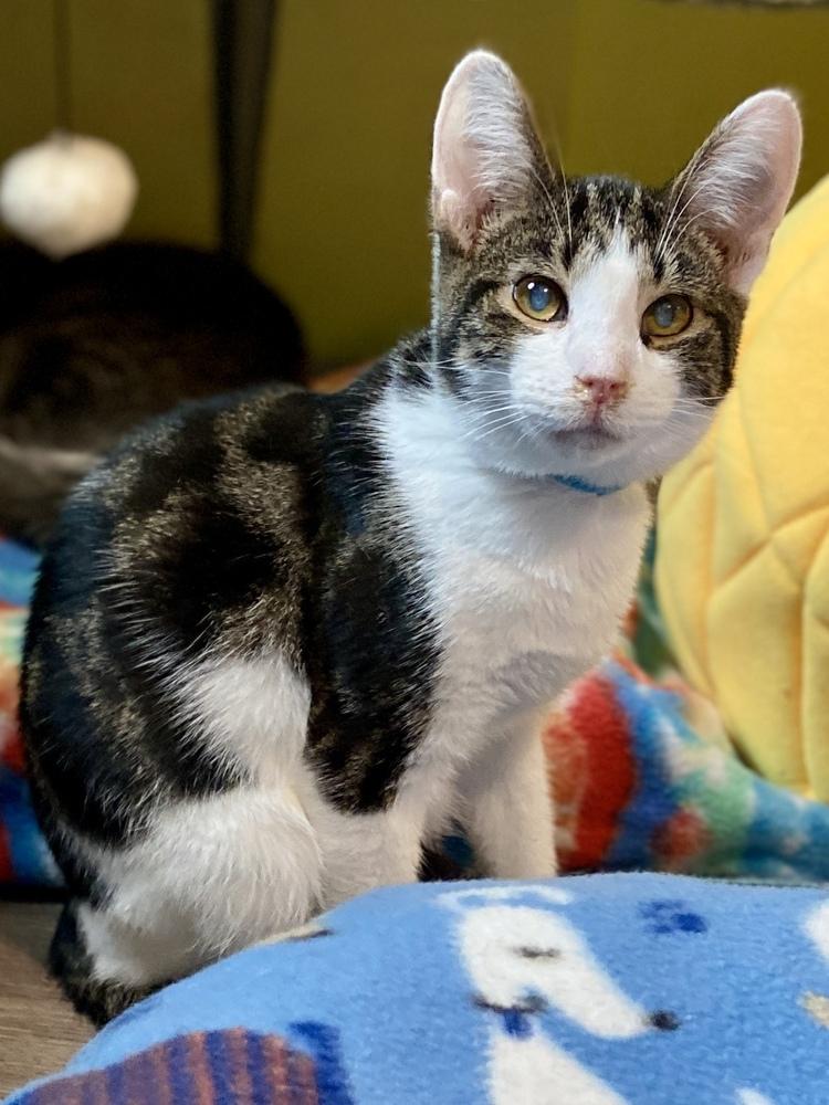 Enlarge Penn, a Adoptable mixed breed in New Cumberland, WV image 2/4