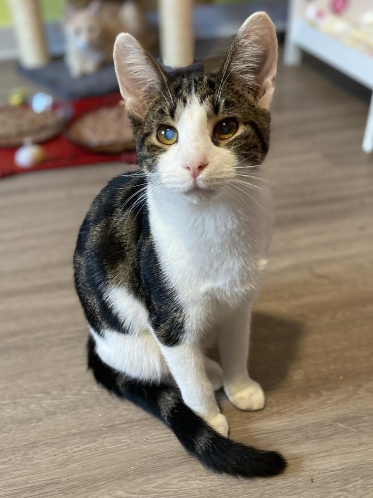 Enlarge Penn, a Adoptable mixed breed in New Cumberland, WV image 3/4