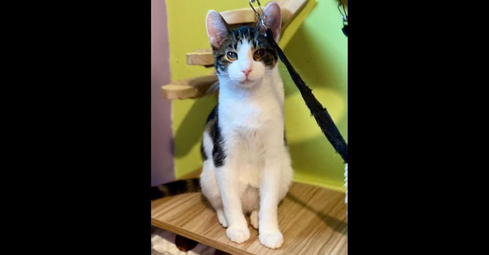 Enlarge Penn, a Adoptable mixed breed in New Cumberland, WV image 4/4