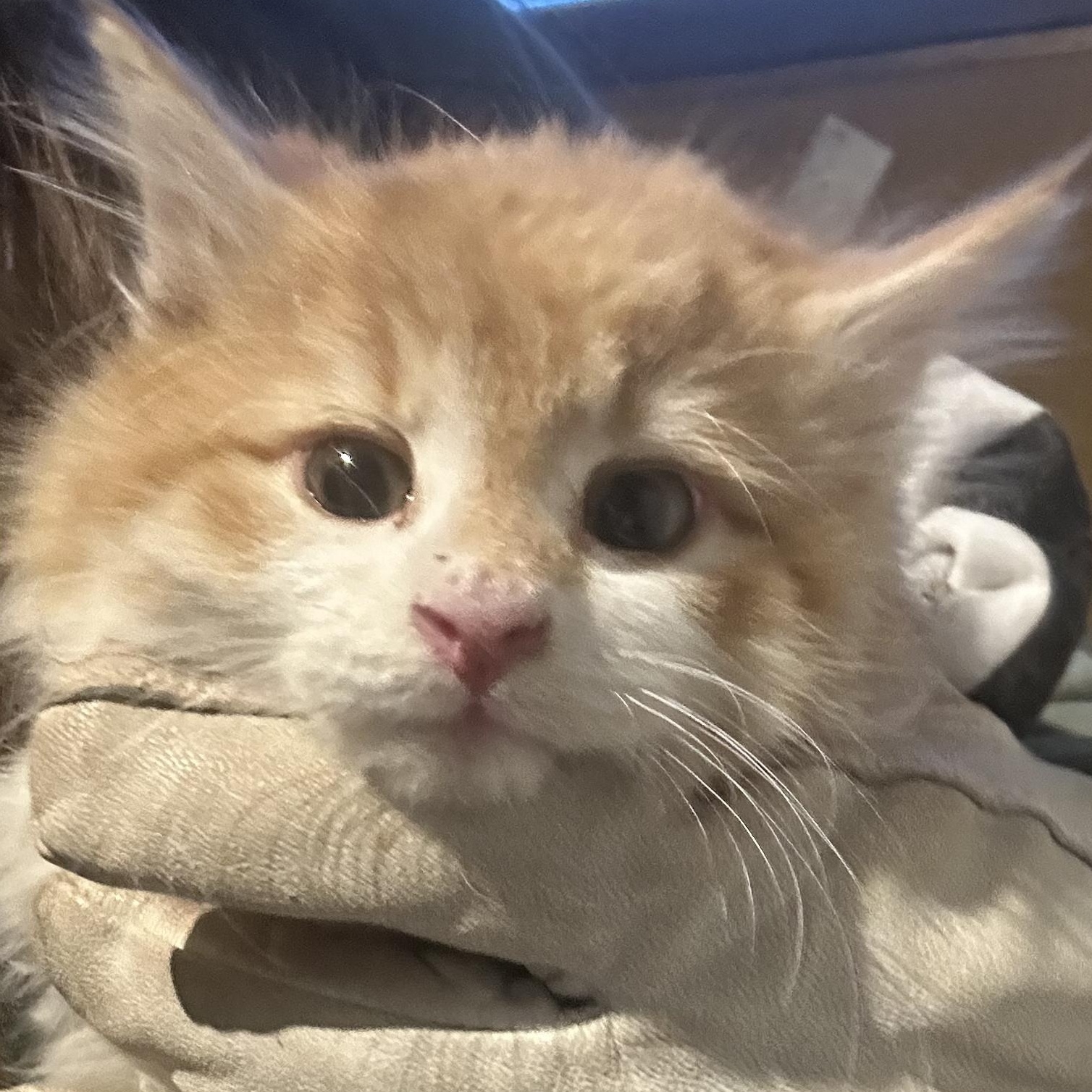 Enlarge Cheeto, an adopted Domestic Long Hair in Hay River, NT image 1/2