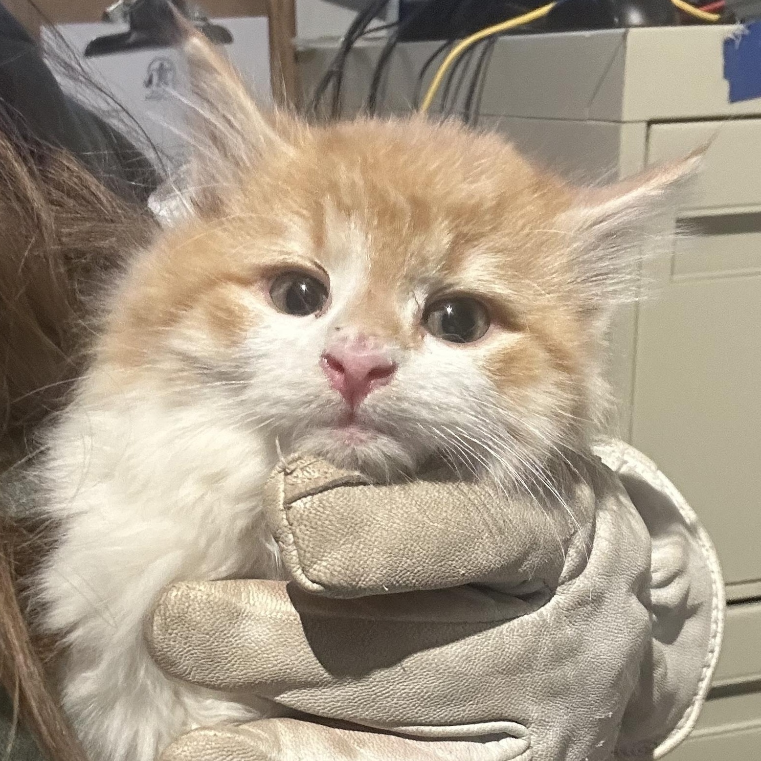 Enlarge Cheeto, an adopted Domestic Long Hair in Hay River, NT image 2/2