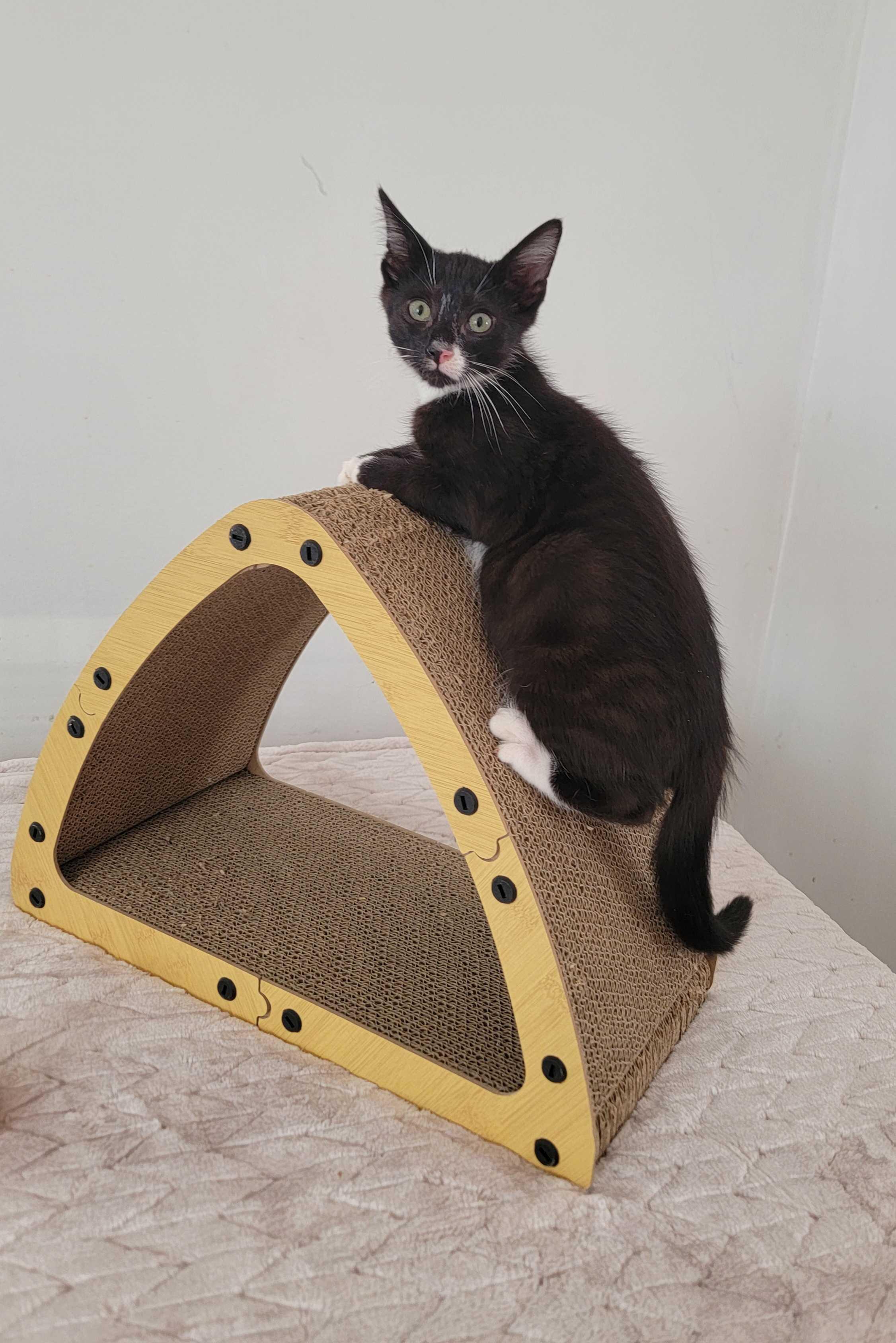 Denim, a ADOPTABLE American Shorthair in North Bergen, NJ image 4/5