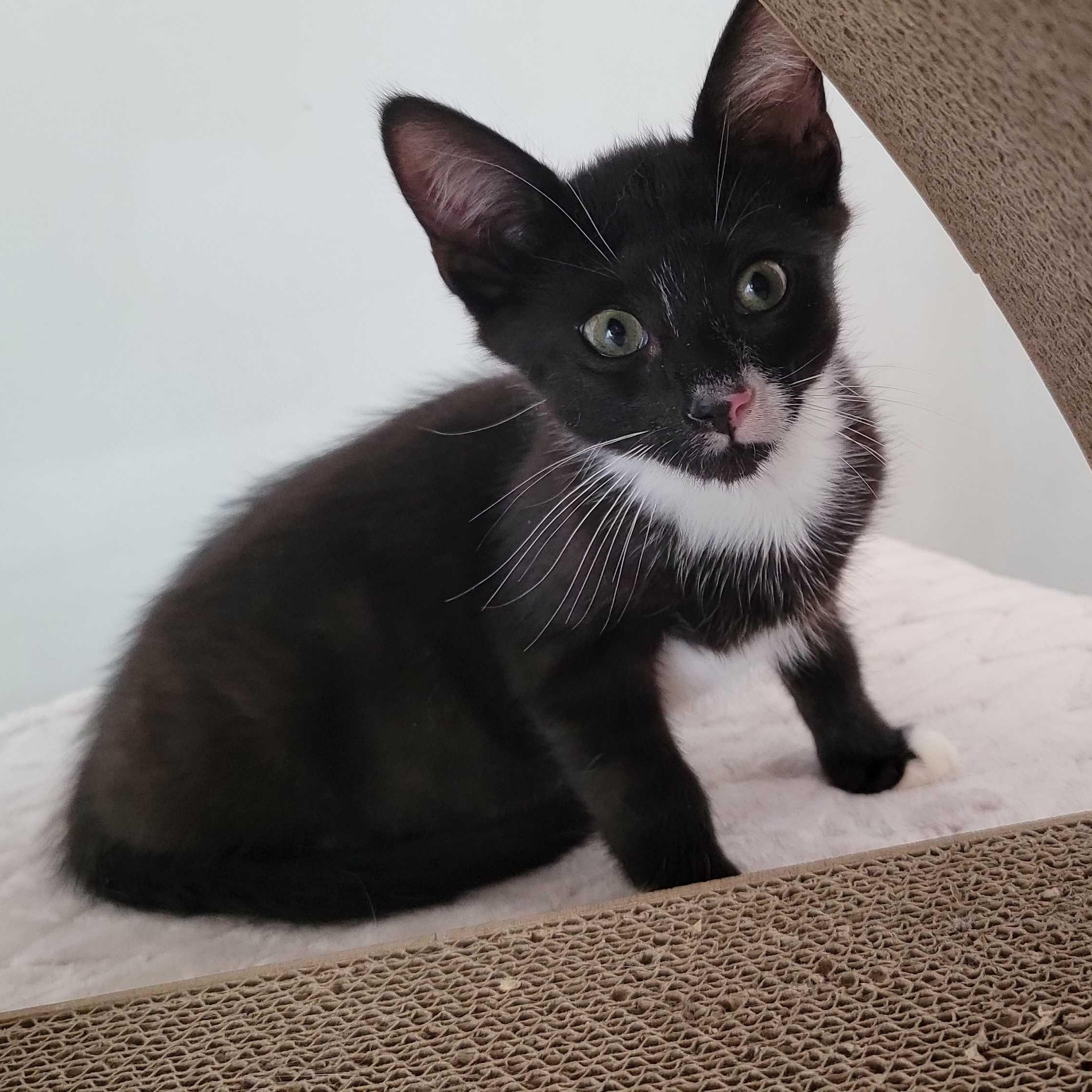 Denim, ADOPTABLE, Kitten Male American Shorthair.