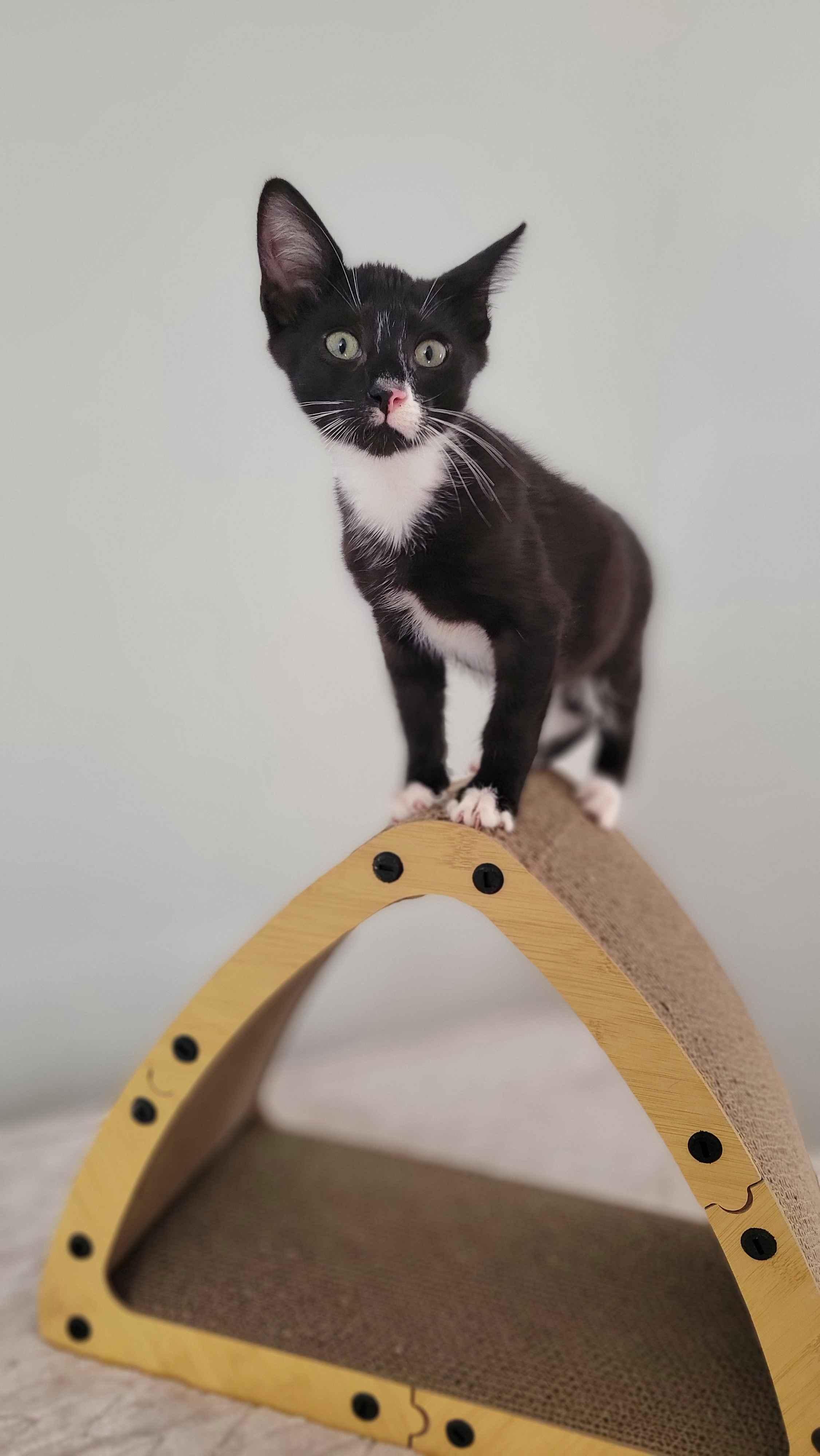 Denim, a ADOPTABLE American Shorthair in North Bergen, NJ image 3/5