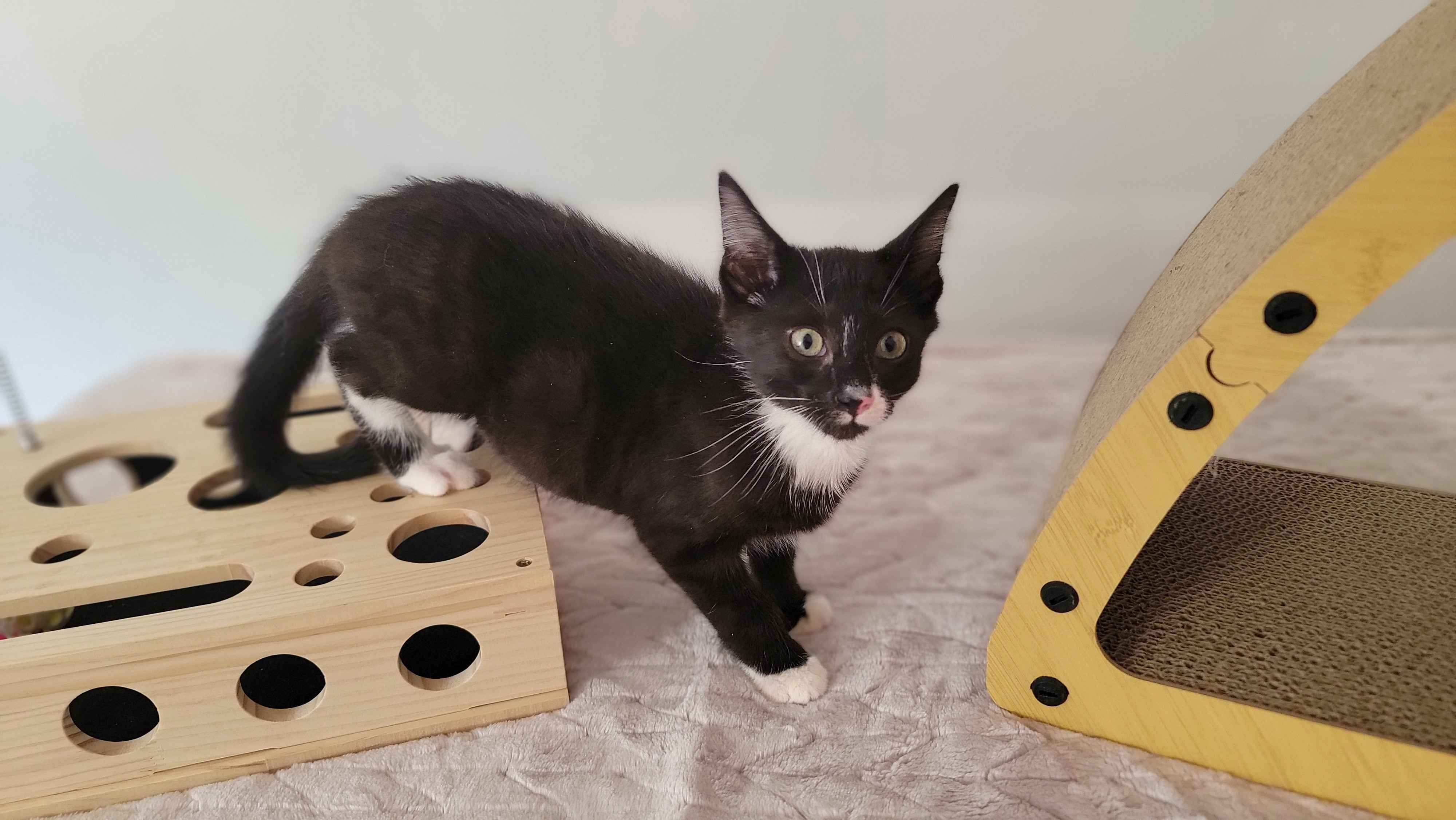 Denim, a ADOPTABLE American Shorthair in North Bergen, NJ image 2/5