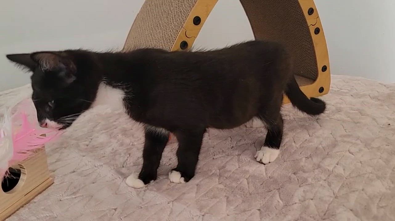 Enlarge Denim, a ADOPTABLE American Shorthair in North Bergen, NJ video 5/5