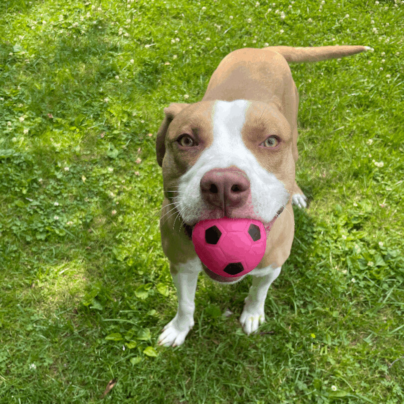 Mack, Adoptable, Adult Male Pit Bull Terrier.