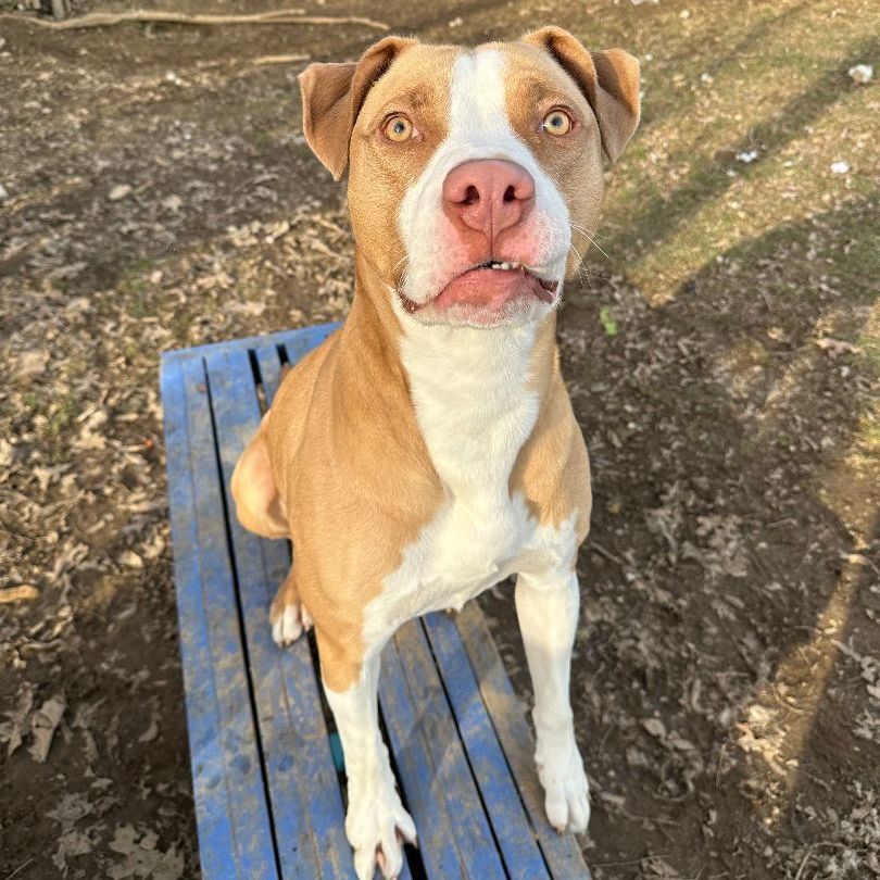 Mack, Adoptable, Adult Male Pit Bull Terrier.