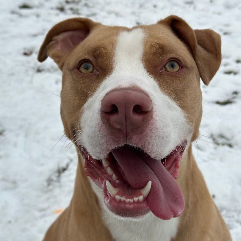 Mack, a Adoptable Pit Bull Terrier in Myerstown, PA image 4/11