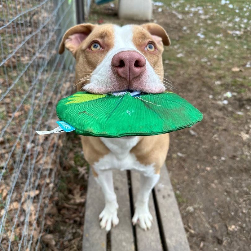 Mack, a Adoptable Pit Bull Terrier in Myerstown, PA image 5/11