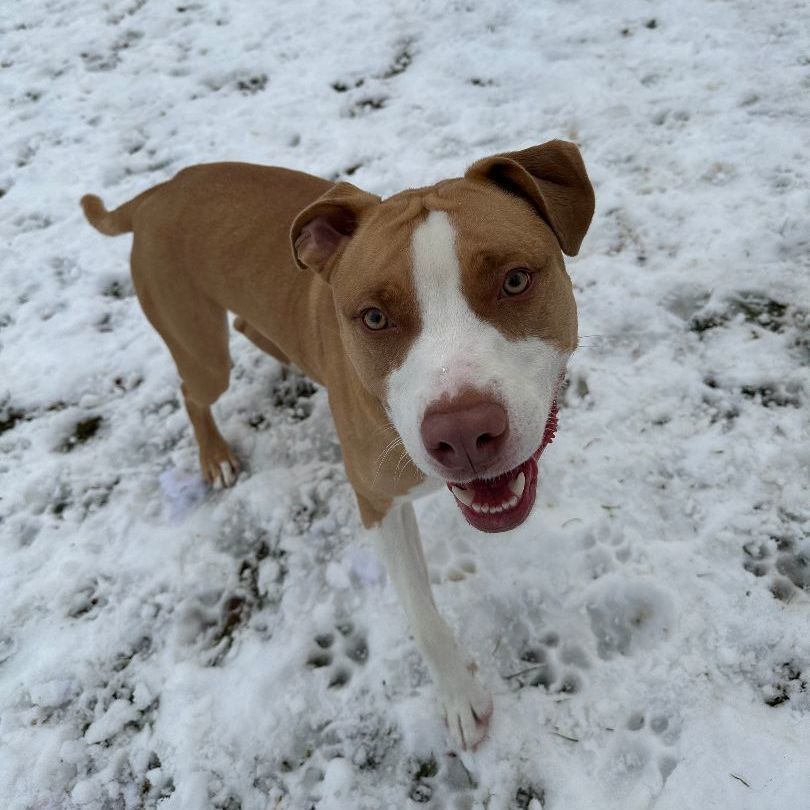 Mack, a Adoptable Pit Bull Terrier in Myerstown, PA image 6/11
