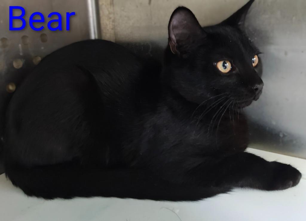 Enlarge Bear, a Adoptable mixed breed in Mena, AR image 1/3