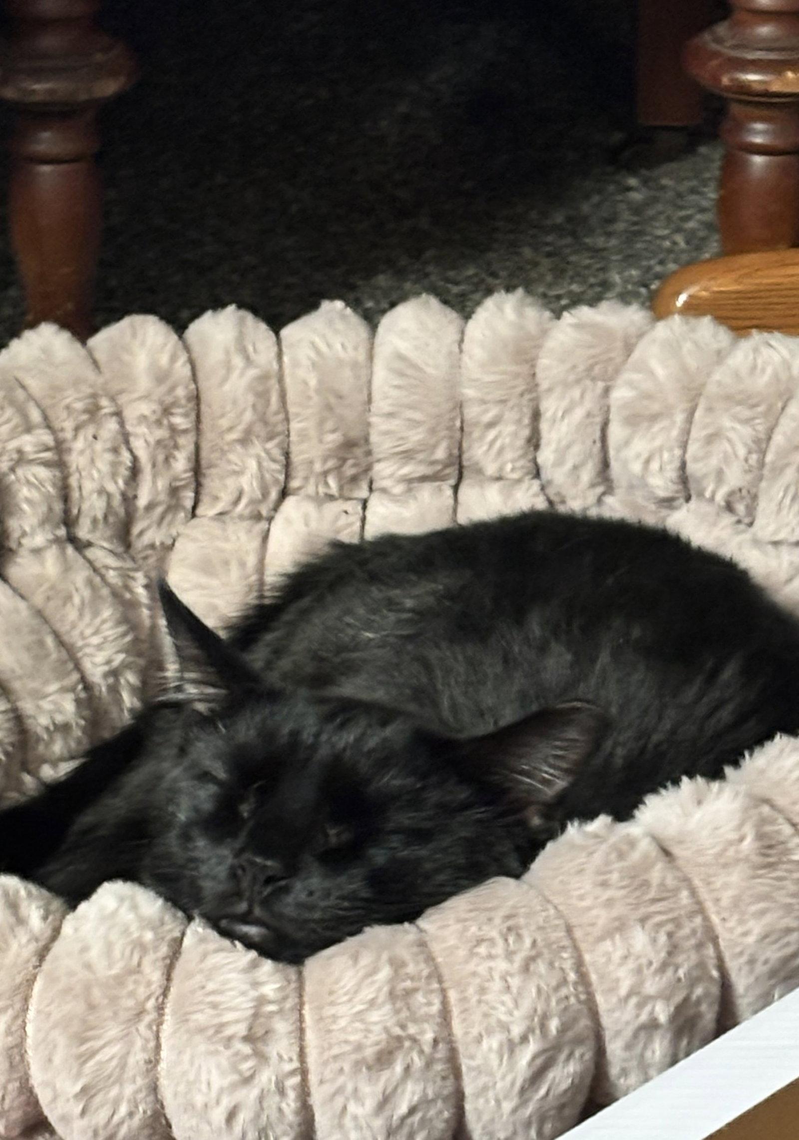 Davey A. Void, Adoptable, Young Male Domestic Short Hair.